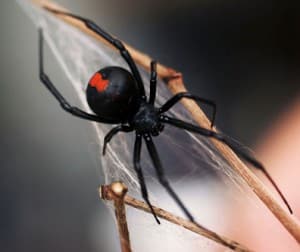 A redback spider creating it's web