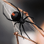 A redback spider creating it's web
