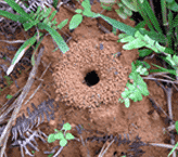 A ant hole in a garden