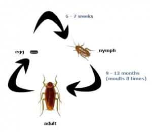A diagram of the cockroach development