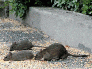 3 large brown rats beside a gutter