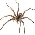 A wolf spider on a white background